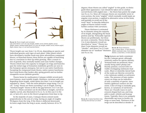 Haws - A Guide to Hawthorns of the Southeastern United States by Ron Lance