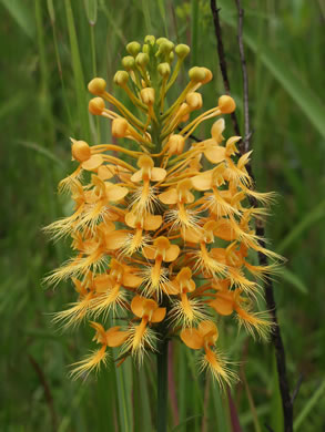 Yellow Fringed Orchid (Platanthera ciliaris)