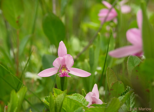 Pogonia ophioglossoides (rose pogonia)