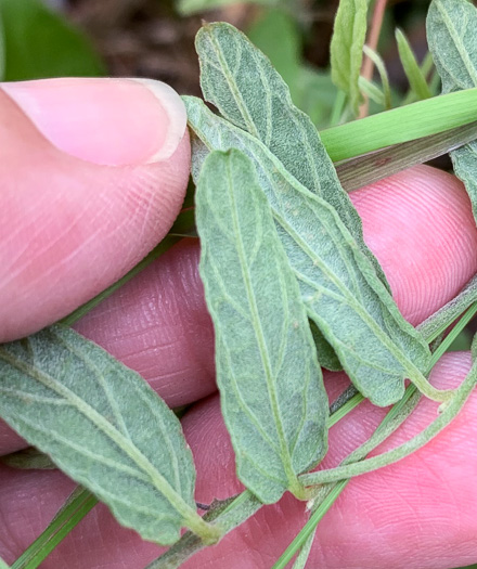 image of Stylisma aquatica, Water Dawnflower