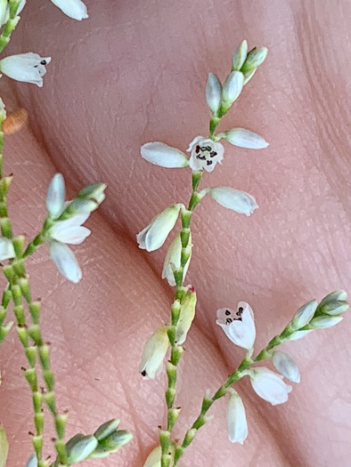 Polygonella gracilis