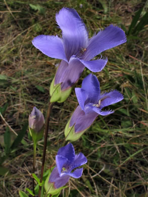 image of Gentianopsis crinita, Eastern Fringed Gentian, Greater Fringed Gentian