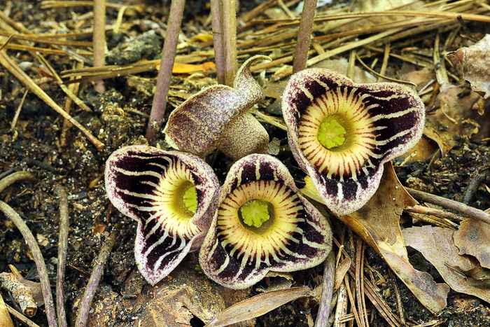 image of Hexastylis speciosa, Alabama Heartleaf, Alabama Ginger