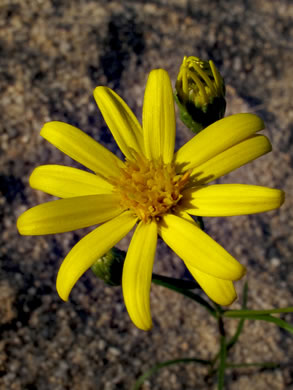 image of Pityopsis pinifolia, Sandhill Goldenaster, Taylor County Goldenaster, Taylor County Silkgrass