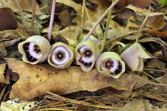 image of Hexastylis finzelii, Finzel's Heartleaf, Finzel’s Wild Ginger