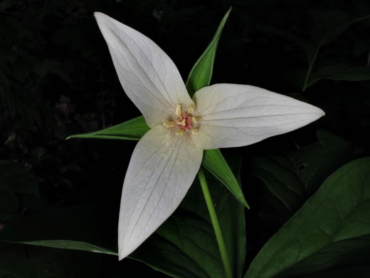 image of Trillium species 2, Amicalola Trillium