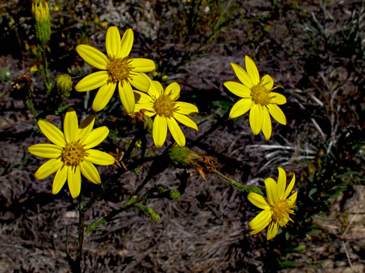 image of Pityopsis aspera var. adenolepis, Carolina Silkgrass, Pineland Silkgrass, Grassleaf Goldenaster