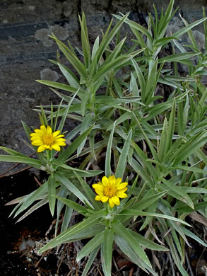 image of Pityopsis ruthii, Ruth's Goldenaster