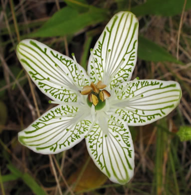 image of Parnassia grandifolia, Bigleaf Grass-of-Parnassus, Limeseep Parnassia