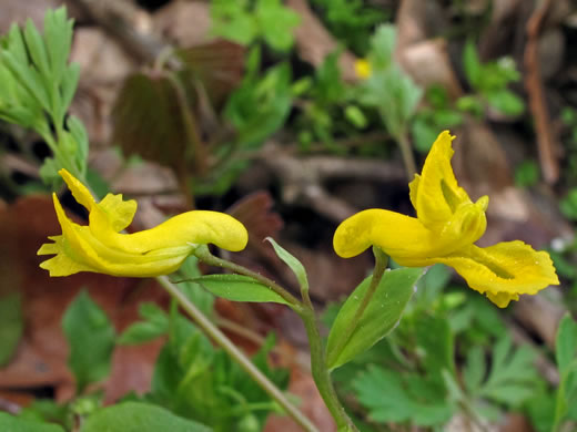 Yellow Fumitory