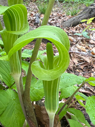 image of Arisaema triphyllum, Common Jack-in-the-Pulpit, Indian Turnip