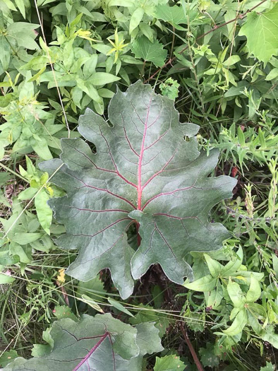 image of Silphium compositum var. compositum, Carolina Rosinweed, Compassplant, Rhubarb-leaved Rosinweed