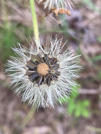 image of Arnica acaulis, Leopard's-bane, Southeastern Arnica