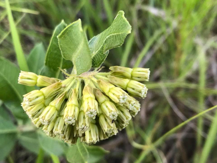 image of Asclepias viridiflora, Glade Milkweed, Green Milkweed