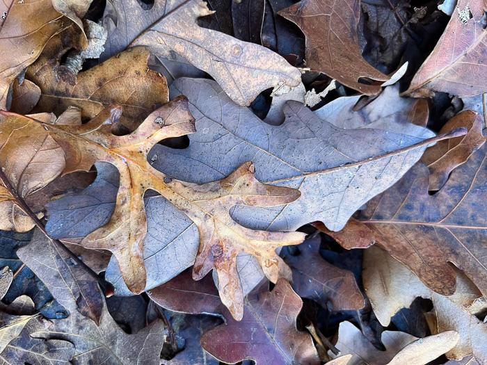 image of Quercus alba, White Oak