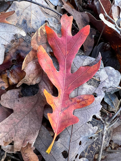 image of Quercus alba, White Oak