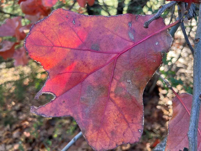 image of Quercus marilandica var. marilandica, Blackjack Oak