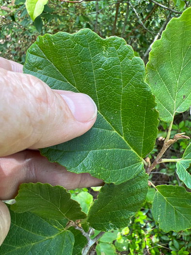 image of Hamamelis virginiana var. henryae, Small-leaved Witch-hazel