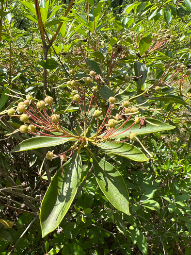 image of Kalmia latifolia, Mountain Laurel, Ivy, Calico-bush, Mountain Ivy