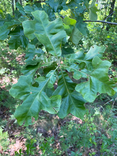 image of Quercus stellata, Post Oak