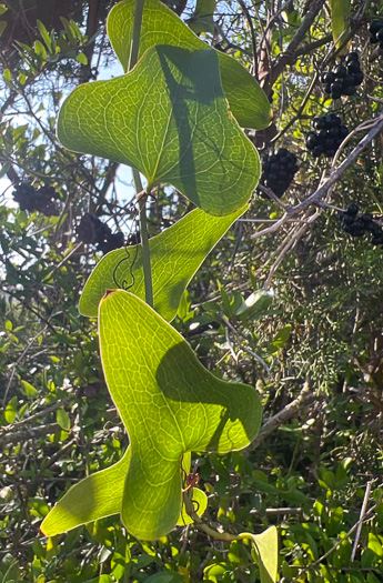 image of Smilax bona-nox var. littoralis, Maritime Catbrier, Maritime Saw Greenbrier