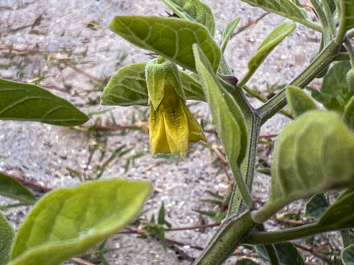 image of Physalis walteri, Dune Ground-cherry, Sand Ground-cherry, Walter's Ground-cherry