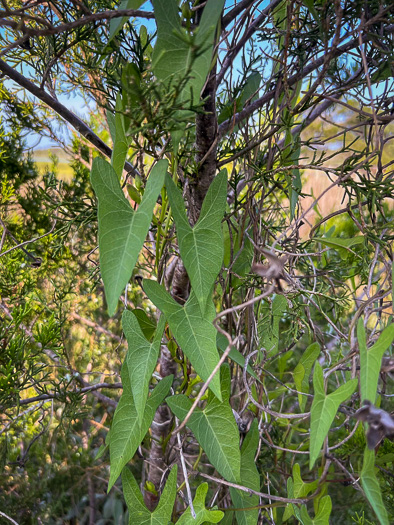 image of Ipomoea sagittata, Saltmarsh Morning Glory