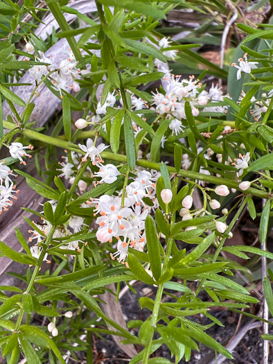 image of Asparagus aethiopicus, Sprenger’s Asparagus-fern, Emerald-fern