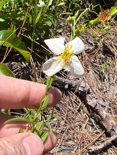 image of Rhexia mariana var. exalbida, White Meadowbeauty