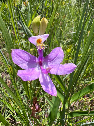 image of Calopogon tuberosus var. tuberosus, Common Grass-pink