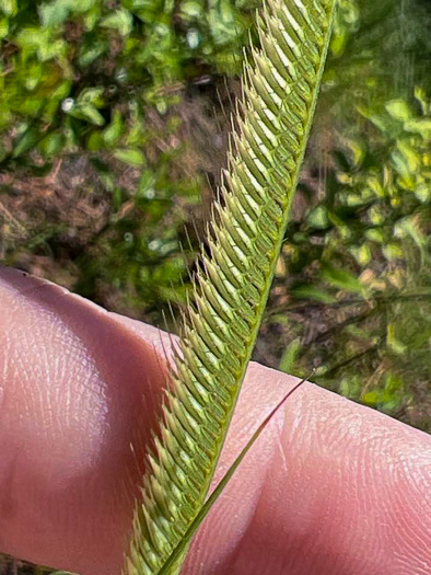 Toothache Grass