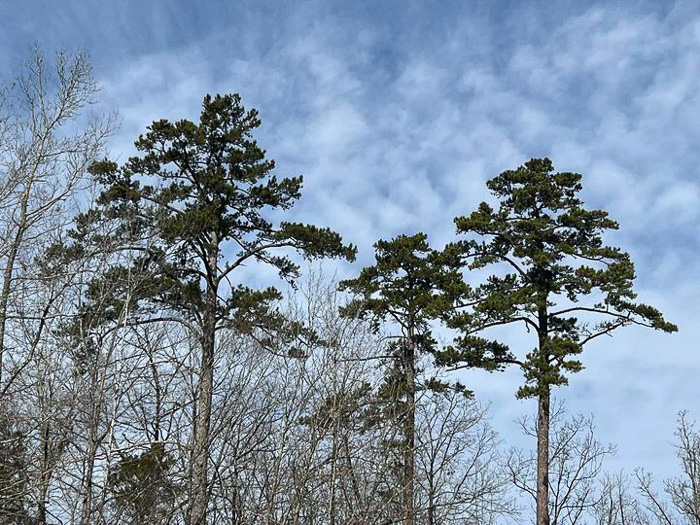 Shortleaf Pine