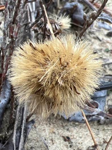 image of Chrysopsis gossypina, Woolly Goldenaster, Cottonleaf Goldenaster, Gossamer Goldenaster, Cottony Goldenaster