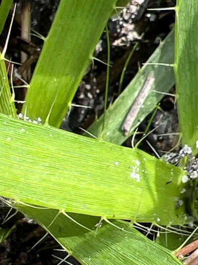 image of Eryngium yuccifolium var. synchaetum, Southern Rattlesnake-master