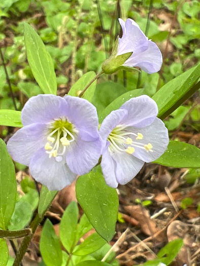 image of Polemonium reptans var. reptans, Spreading Jacob's-ladder, Creeping Jacob's-ladder, Greek Valerian