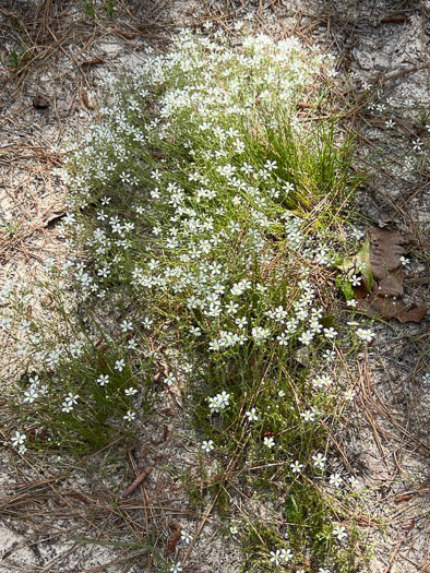 image of Geocarpon carolinianum, Carolina Sandwort, Longroot, Pine-barren Sandwort