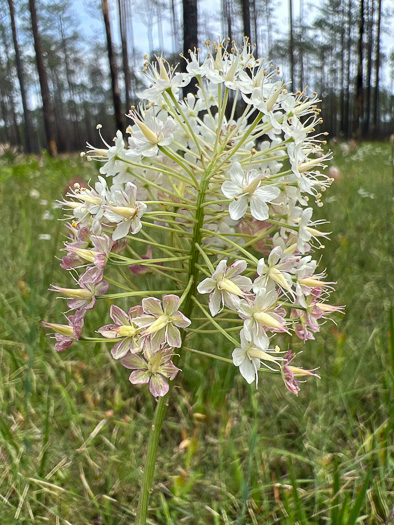 Stenanthium densum, Crow-poison, Savanna Camass, Osceola-plume