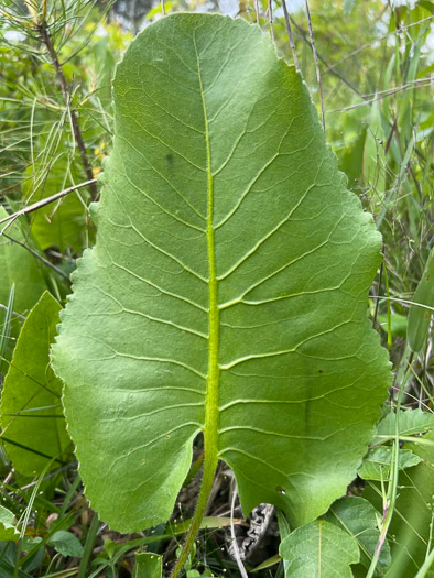 image of Silphium terebinthinaceum, Prairie-dock, Broadleaf Prairie-dock