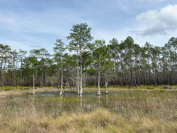 image of Coreopsis nudata, Swamp Coreopsis