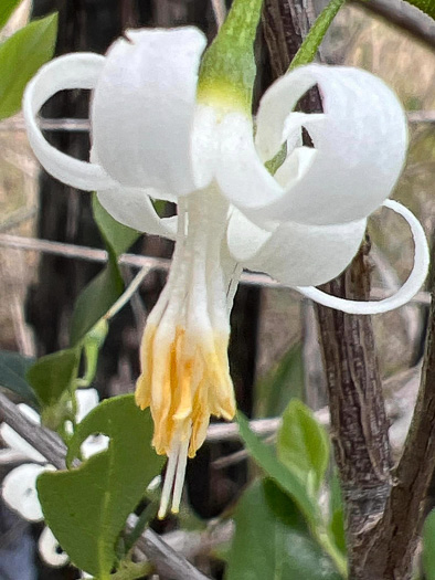 image of Styrax americanus var. americanus, American Storax, American Snowbell