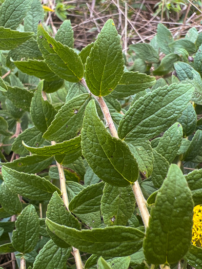 image of Solidago rugosa var. aspera, Wrinkleleaf Goldenrod