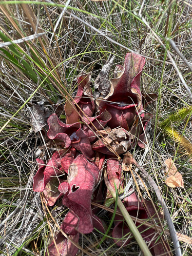 image of Sarracenia rosea, Rose Pitcherplant, Gulf Coast Pitcherplant