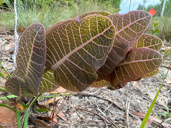 image of Asclepias humistrata, Pinewoods Milkweed, Fleshy Milkweed, Sandhill Milkweed