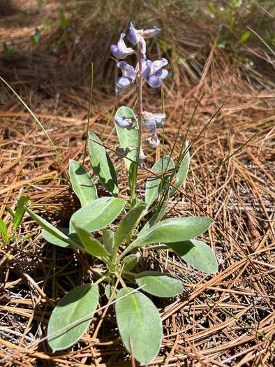 image of Lupinus diffusus, Blue Sandhill Lupine, Sky-blue Lupine