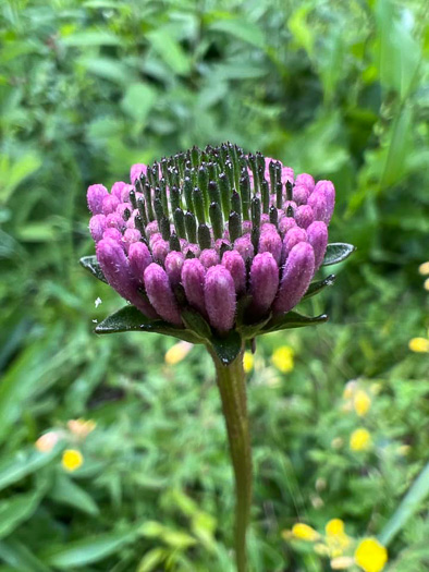 image of Marshallia legrandii, Oak Barrens Barbara's-buttons