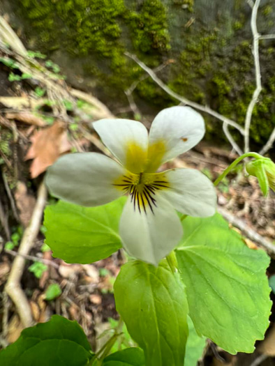 image of Viola canadensis, Canada Violet, Tall White Violet