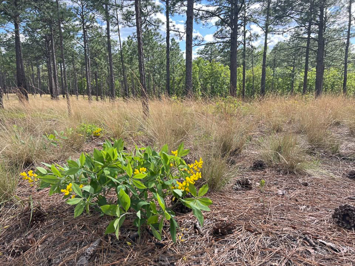 image of Baptisia cinerea, Carolina Wild Indigo, Gray-hairy Wild Indigo