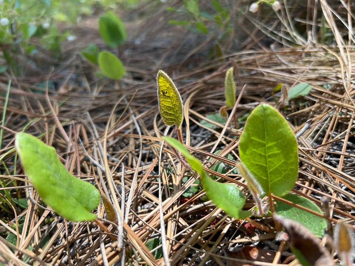 image of Epigaea repens, Trailing Arbutus, Mayflower