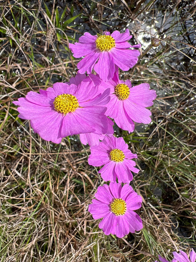 image of Coreopsis nudata, Swamp Coreopsis