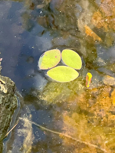 image of Brasenia schreberi, Water-shield, Purple Wen-dock